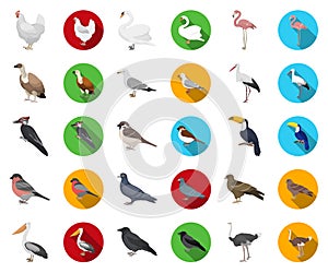 Types of birds cartoon,flat icons in set collection for design. Home and wild bird vector symbol stock web illustration.