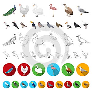 Types of birds cartoon icons in set collection for design. Home and wild bird vector symbol stock web illustration.