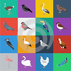 Types of birds cartoon icons in set collection for design. Home and wild bird vector symbol stock web illustration.