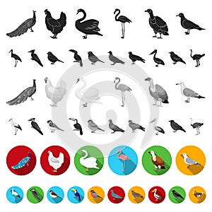 Types of birds flat icons in set collection for design. Home and wild bird vector symbol stock web illustration.
