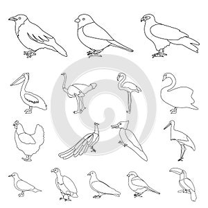 Types of birds outline icons in set collection for design. Home and wild bird vector symbol stock web illustration.