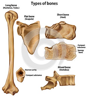 Types of bones