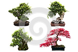 Types of bonsai trees isolated on white