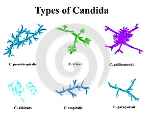 Types of Candida. Anatomical structure of candida. illustration on isolated background photo