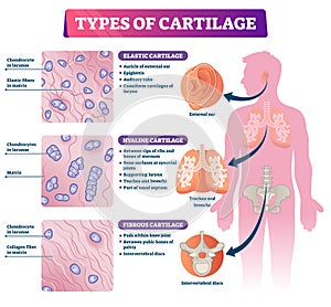 Types of cartilage vector illustration. Labeled educational tissue scheme.