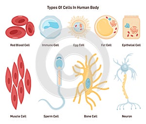 Types of cells in human body. Labeled inner human organ tissue part.