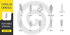 Types of cereals line icon set in vector, illustration of rice and wheat, oats and corn or maize, millet and quinoa