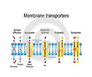 Types of a channel in the cell membrane photo