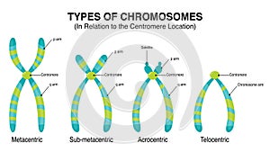 Types of Chromosomes in relation to the centromere location illustration photo