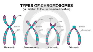 Types of Chromosomes in relation to the centromere location illustration photo