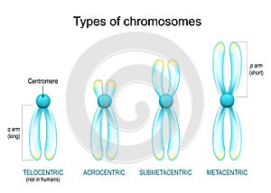 Types of chromosomes. Chromosomes with glowing effect on white background photo