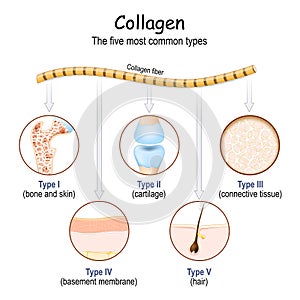 Types of Collagen fibers photo