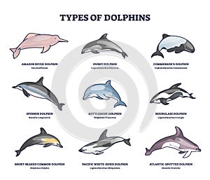 Types of dolphins and swimming mammals species outline collection diagram
