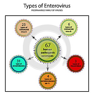 Types of enterovirus. Coxsackie virus A and B, poliomyelitis, echovirus, photo