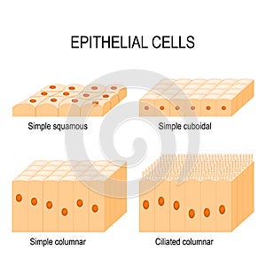 Types of epithelial cells