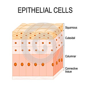 Types of epithelial cells