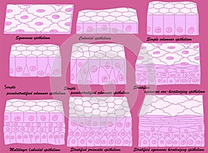 Types of epithelium. Epithelial cells in a variety of configurations.