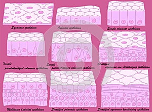 Types of epithelium. Epithelial cells in a variety of configurations. photo
