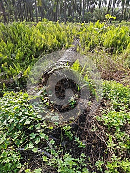 types of ferns leaves plants found in the plantation. photo