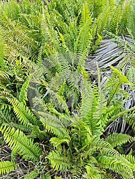 types of ferns leaves plants found in the plantation. photo