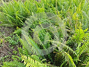 types of ferns leaves plants found in the plantation.