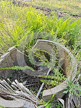 types of ferns leaves plants found in the plantation. photo