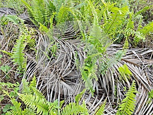 types of ferns leaves plants found in the plantation. photo