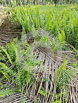 types of ferns leaves plants found in the plantation. photo