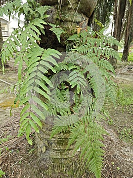 types of ferns leaves plants found in the plantation. photo