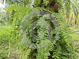 types of ferns leaves plants found in the plantation. photo