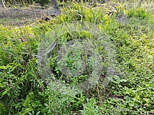 types of ferns leaves plants found in the plantation. photo