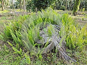 types of ferns leaves plants found in the plantation. photo