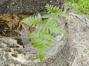 types of ferns leaves plants found in the plantation. photo