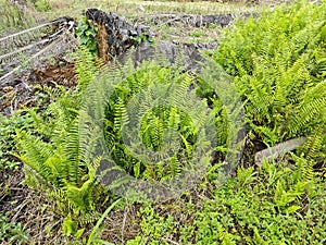 types of ferns leaves plants found in the plantation. photo