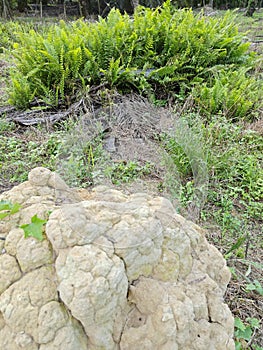 types of ferns leaves plants found in the plantation. photo