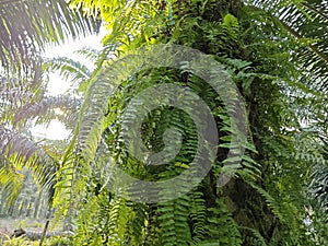 types of ferns leaves plants found in the plantation. photo