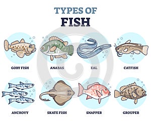 Types of fish as underwater wildlife species variety collection outline set