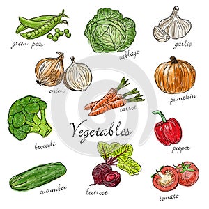 Types of fresh vegetables with description