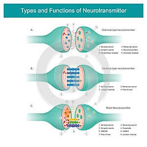 Types and Functions of Neurotransmitter.