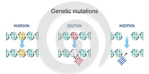 Types of gene mutation: Insertion, Inversion, Deletion photo