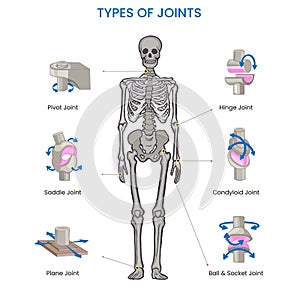 Types of Human body joints, Ball, hinge, pivot, gliding, and saddle, facilitate movement and flexibility