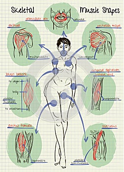 Types of human muscle to figure