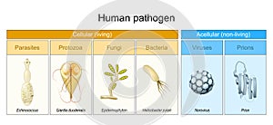 Types of Human pathogen. pathogenic bacteria viruses or fungi can enter the body