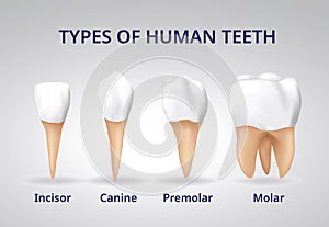 Types of Human Teeth, Human bone anatomy, 3D Realistic  vector