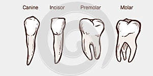 Types of human teeth vector illustration