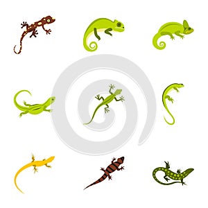 Types of iguana icons set, flat style