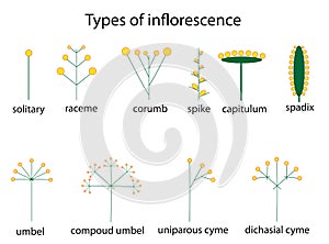 Types of inflorescence photo