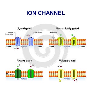 Types of ion channel