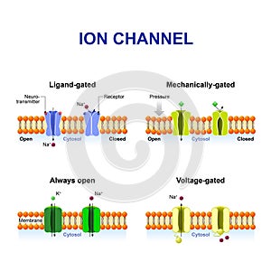 Types of ion channel photo