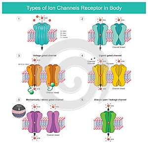 Types of Ion Channels Receptor In Body.